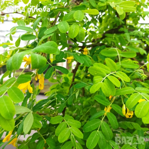 Карагана плачеща, Caragana arborescens pendula, снимка 7 - Градински цветя и растения - 52922912