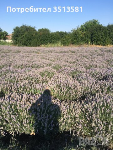 Разсад лавандуа на едро и дребно, снимка 3 - Други - 38270060