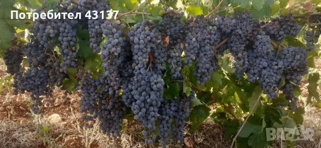 ПРОДАВАМ ГРОЗДЕ В ГР.ТОПОЛОВГРАД сортове Памид, Мерло, Каберне Совиньон, Ркацители