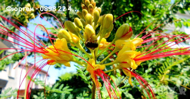 Цезалпиния, снимка 6 - Разсади - 51161551