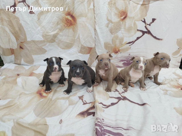 американско були покет , снимка 4 - Други - 54234473