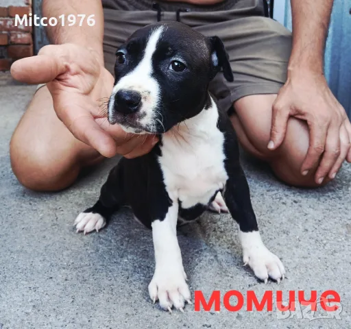 Pitbul-Питбул-Pitbul, снимка 11 - Питбул - 55892121