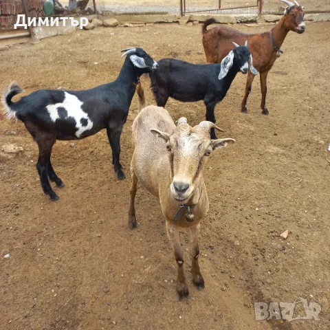 продавам 4 ярета