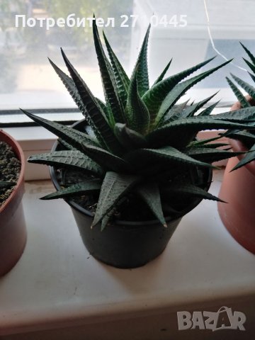 Eкзотично цвете, скулиент, снимка 2 - Стайни растения - 33538195