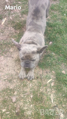 Френски Булдог, снимка 2 - Френски булдог - 53883096