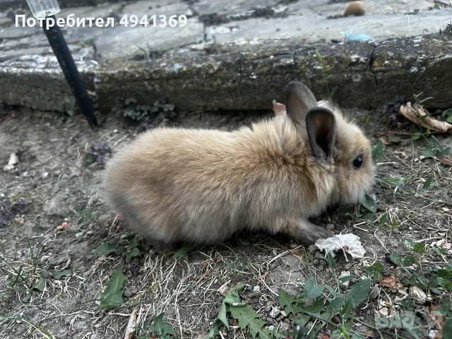 Лъвска глава и зализан косъм, снимка 5 - Декоративни зайчета - 55969783