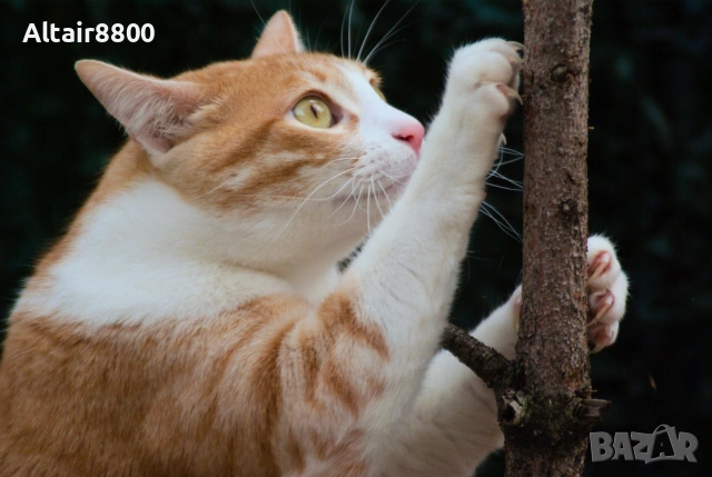 Tamron AF 28-200mm f3.8-5.6 AF LD EF обектив Канон, снимка 10 - Обективи и филтри - 53014487