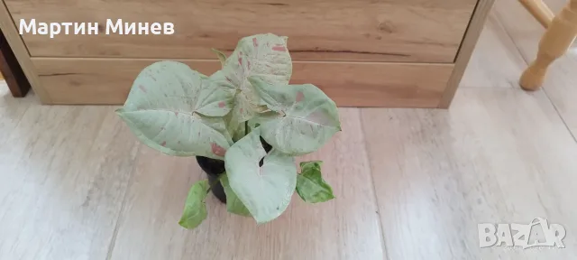 Филодендрон (Philodendron) / Сингониум (Syngonium), снимка 6 - Стайни растения - 47059632