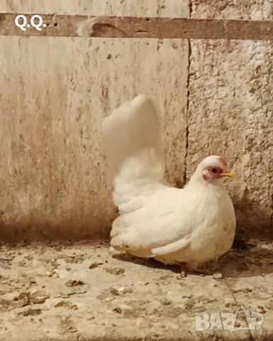 Чифт Шабо, снимка 3 - други­ - 52881784