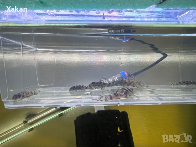 L236 SW, снимка 2 - Рибки - 44599160