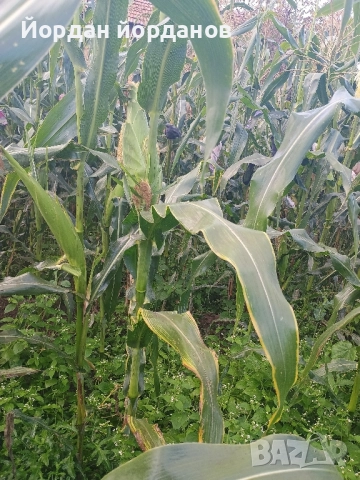 продавам бяла царевица , снимка 12 - Сортови семена и луковици - 52339346