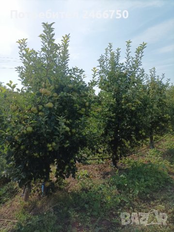 Продавам ябълкова градина, снимка 11 - Земеделска земя - 42316614