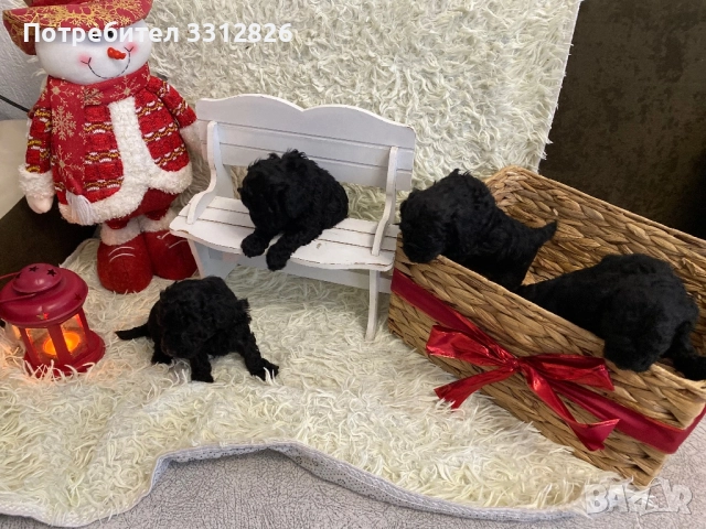 Той Пудел, снимка 2 - Пудели - 52897355