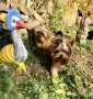Йоркширски териер-мини йорки, снимка 6