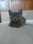 продавам 3 котенца остава 1 момиче, снимка 12