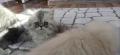 Персийски котета, снимка 3