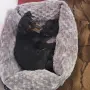 Чистокръвни пинчери, снимка 5