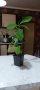 Каучукова палма-стайно цвете, снимка 1 - Стайни растения - 40775268