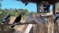 въртящи  гълаби, снимка 4
