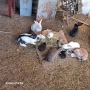 Продавам зайци , снимка 3