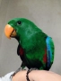 Папагал еклектус , снимка 5