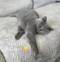 Чистокръвни британски котенца, снимка 8