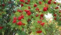 Офика - Sorbus aucuparia, снимка 1 - Разсади - 38210169