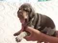 Кученца за продажба ., снимка 5