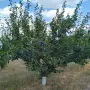 сини сливи сорт "Стенлей" БИО, снимка 3