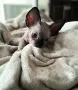 Котенца канадски сфинкс и елф, снимка 1
