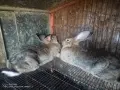 Зайци домашни различни видове, снимка 2