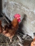 Продавам кокошки - харко и петли за клане, снимка 5