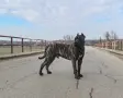 Преса Канарио! Разплод! , снимка 1