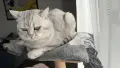 Породист британец-сребърно таби си търси приятелка за разплод, снимка 7