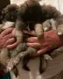 малки кученца пекинези, родени 19 юли , снимка 10