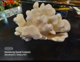 Красив естествен корал, снимка 1 - Колиета, медальони, синджири - 42696506
