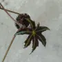 бегония ......., снимка 1