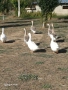 лебедови гъски, снимка 4