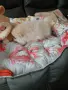 померанче момиченце, снимка 8