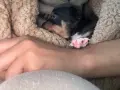 Кученца бебета., снимка 5