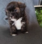 Shih poo/Mini poodle , снимка 8