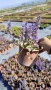 АЮГА ПЪСТРОЛИСТНА, Ajuga ‘Burgundy Glow’, студоустойчива, почвопокривна, снимка 4