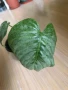 Philodendron Sodiroi , снимка 1