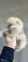 Померан момиче , снимка 2