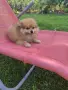 Малка госпожица💜💗♥️, снимка 4