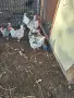  разплодни яйца от родопска шарена, снимка 3