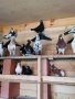 Пазарджишки гълъби, снимка 15