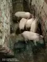 Малки  прасенца, снимка 1