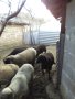 Продавам овце и агнета, снимка 1 - Овце - 44451581