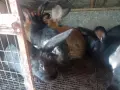 Зайци домашни различни видове, снимка 7